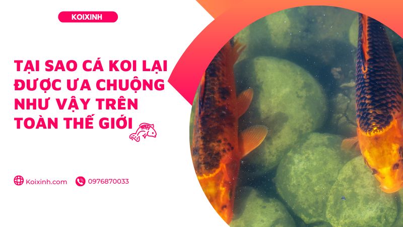 Tại Sao Cá Koi Lại được ưa Chuộng Như Vậy Trên Toàn Thế Giới Tại Sao Cá Koi Lại được ưa Chuộng Như Vậy Trên Toàn Thế Giới