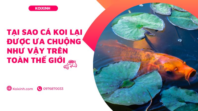 Tại Sao Cá Koi Lại được ưa Chuộng Như Vậy Trên Toàn Thế Giới Tại Sao Cá Koi Lại được ưa Chuộng Như Vậy Trên Toàn Thế Giới