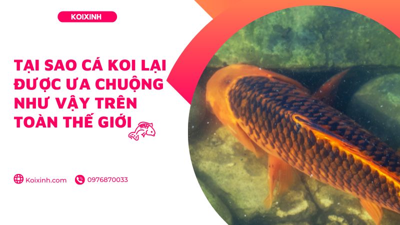 Tại Sao Cá Koi Lại được ưa Chuộng Như Vậy Trên Toàn Thế Giới Tại Sao Cá Koi Lại được ưa Chuộng Như Vậy Trên Toàn Thế Giới