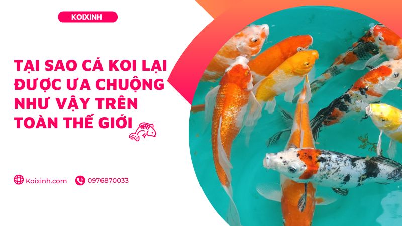 Tại Sao Cá Koi Lại được ưa Chuộng Như Vậy Trên Toàn Thế Giới