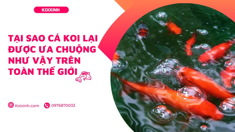 Tại Sao Cá Koi Lại được ưa Chuộng Như Vậy Trên Toàn Thế Giới Tại Sao Cá Koi Lại được ưa Chuộng Như Vậy Trên Toàn Thế Giới