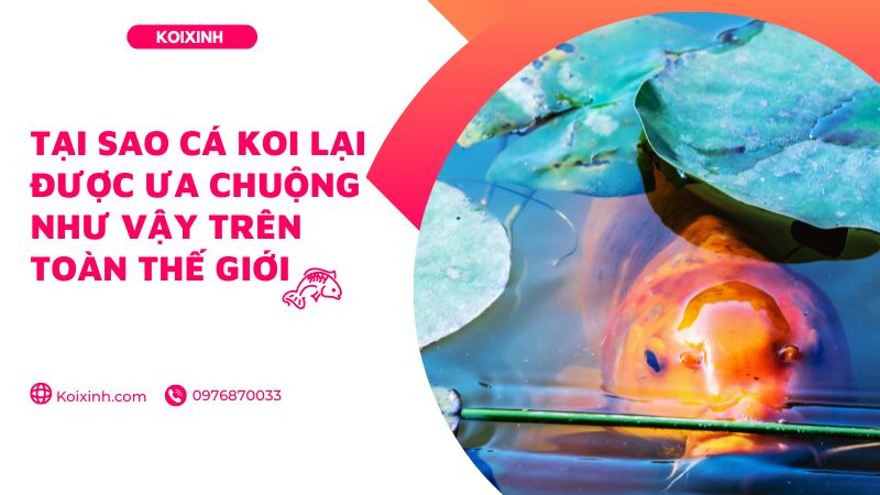 Tại Sao Cá Koi Lại được ưa Chuộng Như Vậy Trên Toàn Thế Giới Tại Sao Cá Koi Lại được ưa Chuộng Như Vậy Trên Toàn Thế Giới