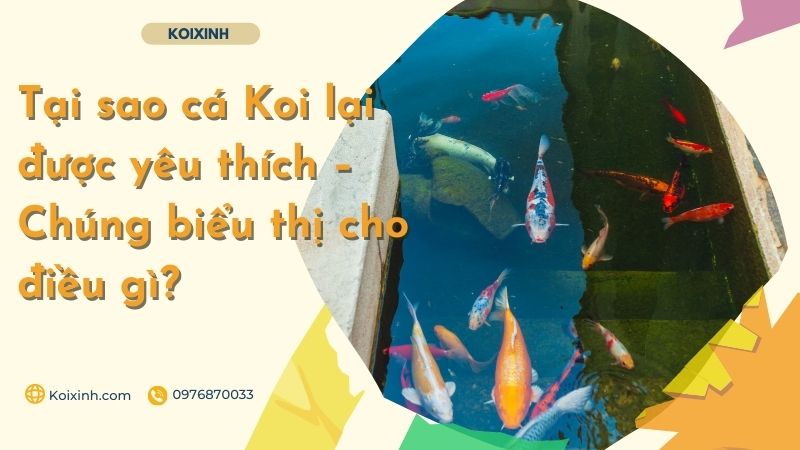Tại Sao Cá Koi Lại được Yêu Thích – Chúng Biểu Thị Cho điều Gì? Tại Sao Cá Koi Lại được Yêu Thích – Chúng Biểu Thị Cho điều Gì?