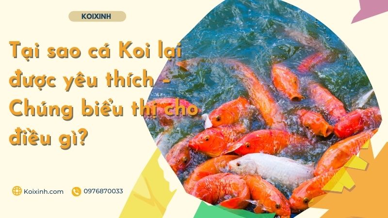 Tại Sao Cá Koi Lại được Yêu Thích – Chúng Biểu Thị Cho điều Gì? Tại Sao Cá Koi Lại được Yêu Thích – Chúng Biểu Thị Cho điều Gì?