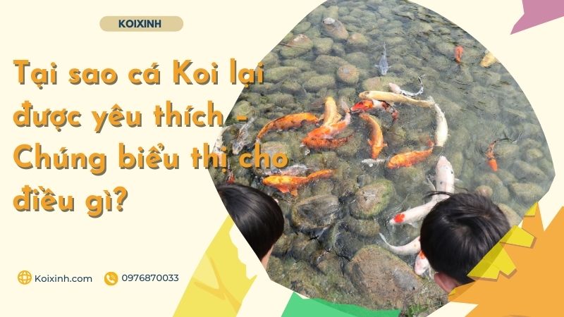 Tại Sao Cá Koi Lại được Yêu Thích – Chúng Biểu Thị Cho điều Gì? Tại Sao Cá Koi Lại được Yêu Thích – Chúng Biểu Thị Cho điều Gì?