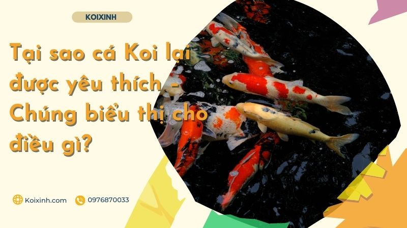 Tại Sao Cá Koi Lại được Yêu Thích – Chúng Biểu Thị Cho điều Gì? Tại Sao Cá Koi Lại được Yêu Thích – Chúng Biểu Thị Cho điều Gì?