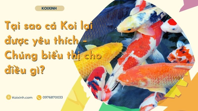 Tại Sao Cá Koi Lại được Yêu Thích – Chúng Biểu Thị Cho điều Gì?