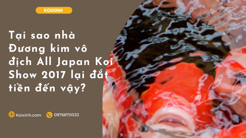 Tại Sao Nhà Đương Kim Vô địch All Japan Koi Show 2017 Lại đắt Tiền đến Vậy? Tại Sao Nhà Đương Kim Vô địch All Japan Koi Show 2017 Lại đắt Tiền đến Vậy?