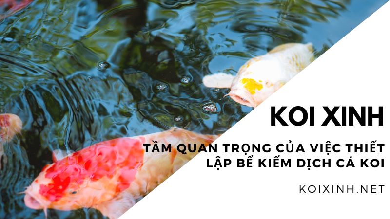Tầm Quan Trọng Của Việc Thiết Lập Bể Kiểm Dịch Cá Koi Tầm Quan Trọng Của Việc Thiết Lập Bể Kiểm Dịch Cá Koi