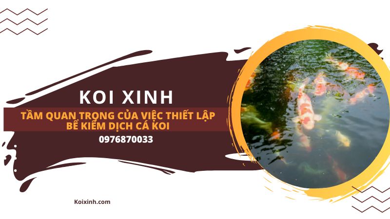Làm Thế Nào để Xây Dựng Một Cái Ao Cá Koi