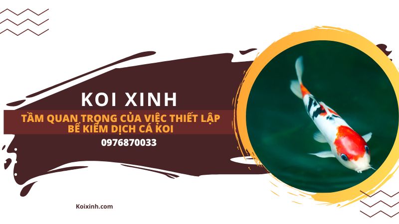 Làm Thế Nào để Xây Dựng Một Cái Ao Cá Koi Làm Thế Nào để Xây Dựng Một Cái Ao Cá Koi