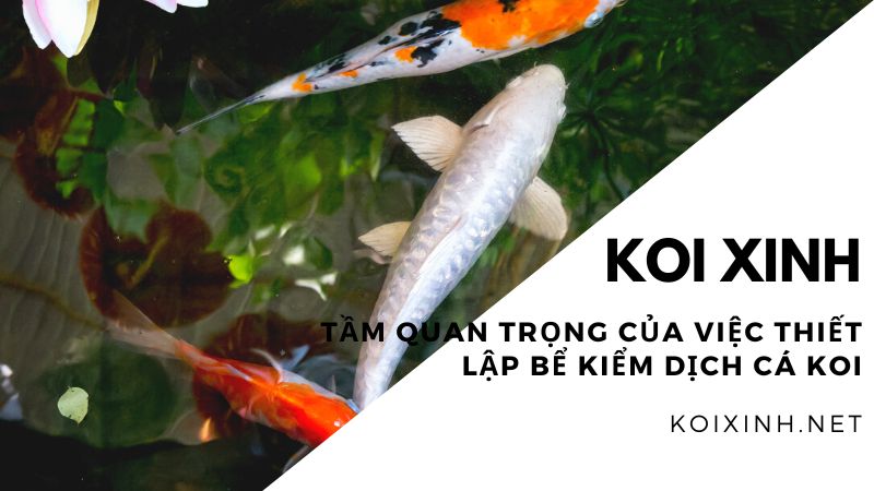 Tầm Quan Trọng Của Việc Thiết Lập Bể Kiểm Dịch Cá Koi