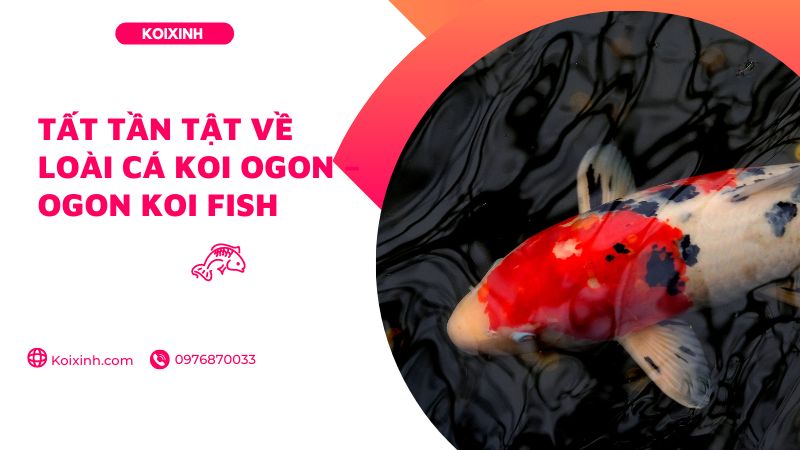 Tất tần tật về loài cá Koi Ogon - Ogon Koi Fish