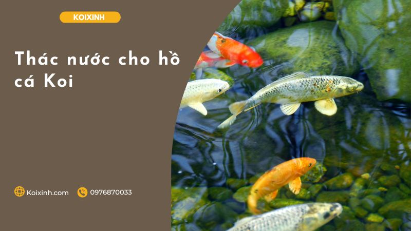 Thác Nước Cho Hồ Cá Koi