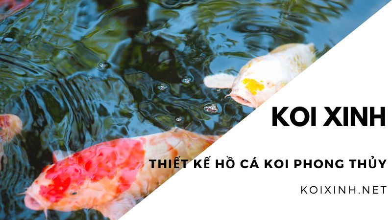 Thiết Kế Hồ Cá Koi Phong Thủy Thiết Kế Hồ Cá Koi Phong Thủy