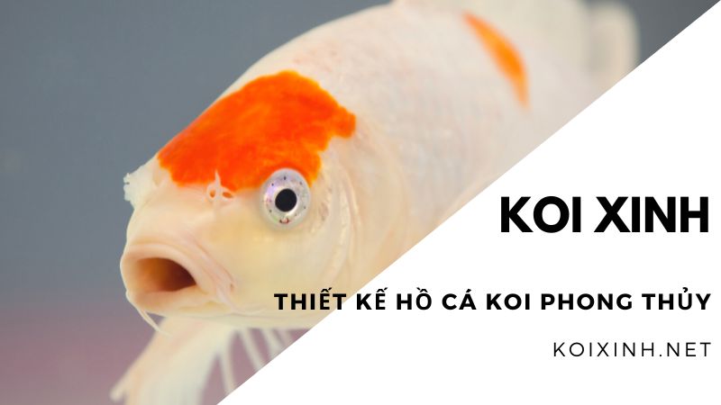 Thiết Kế Hồ Cá Koi Phong Thủy
