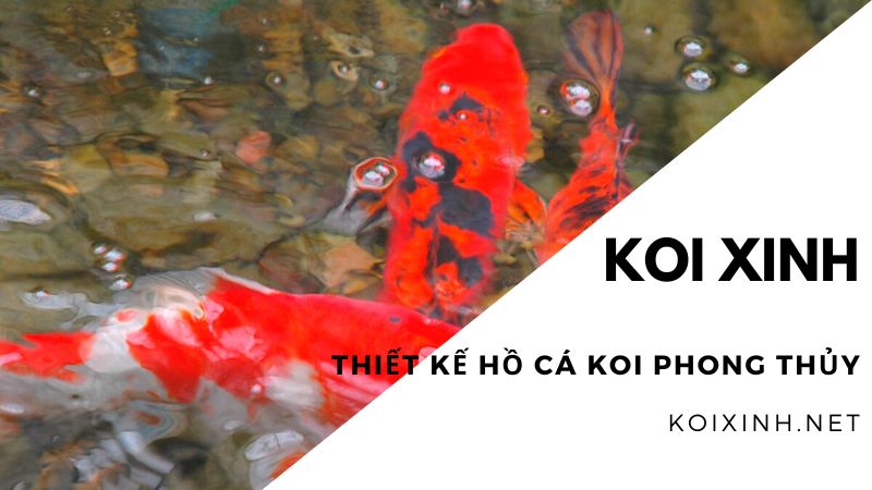 Thiết Kế Hồ Cá Koi Phong Thủy