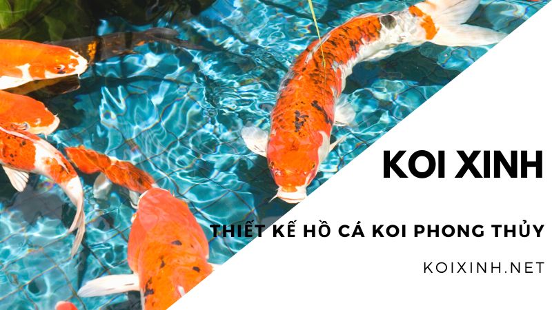 Thiết Kế Hồ Cá Koi Phong Thủy