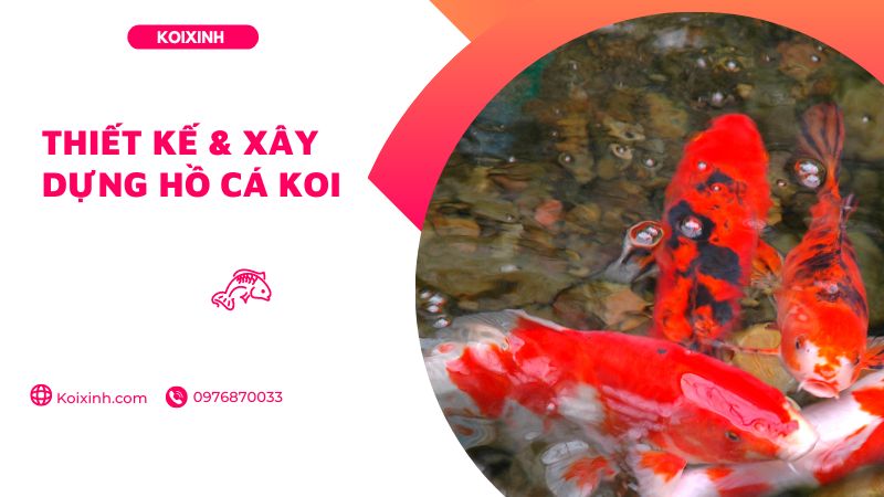 Thiết Kế & Xây Dựng Hồ Cá Koi