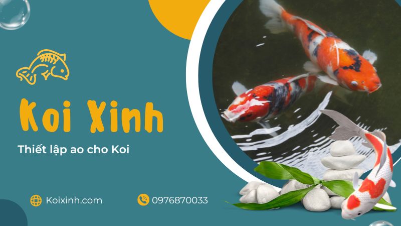 Thiết Lập Ao Cho Koi