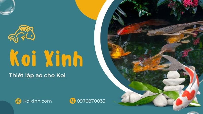 Thiết Lập Ao Cho Koi Thiết Lập Ao Cho Koi