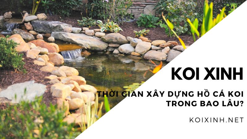 Thời Gian Xây Dựng Hồ Cá Koi Trong Bao Lâu?