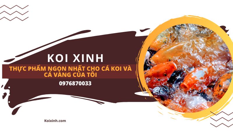 Thực Phẩm Ngon Nhất Cho Cá Koi Và Cá Vàng Của Tôi