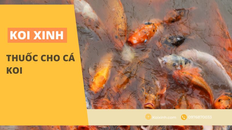 Thuốc Cho Cá Koi