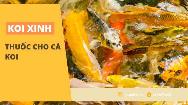 Thuốc cho cá Koi