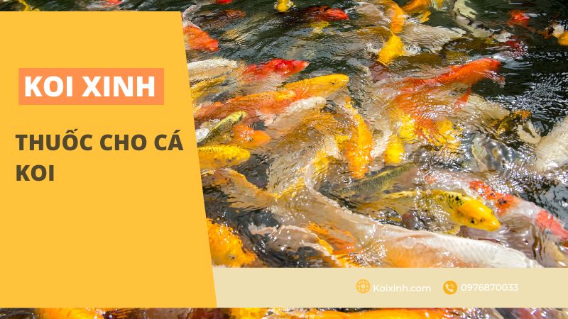 Thuốc Cho Cá Koi