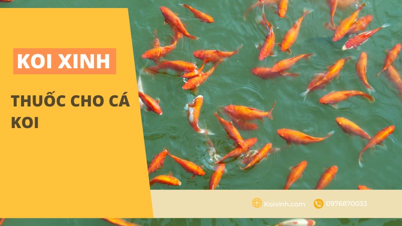 Thuốc Cho Cá Koi