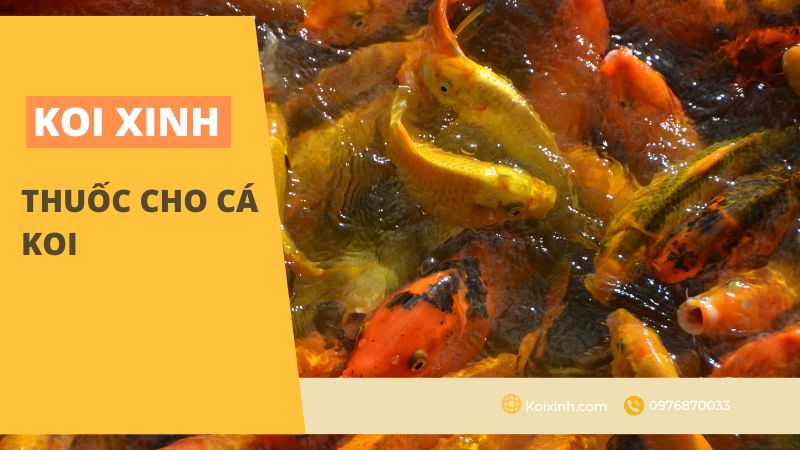 Thuốc cho cá Koi