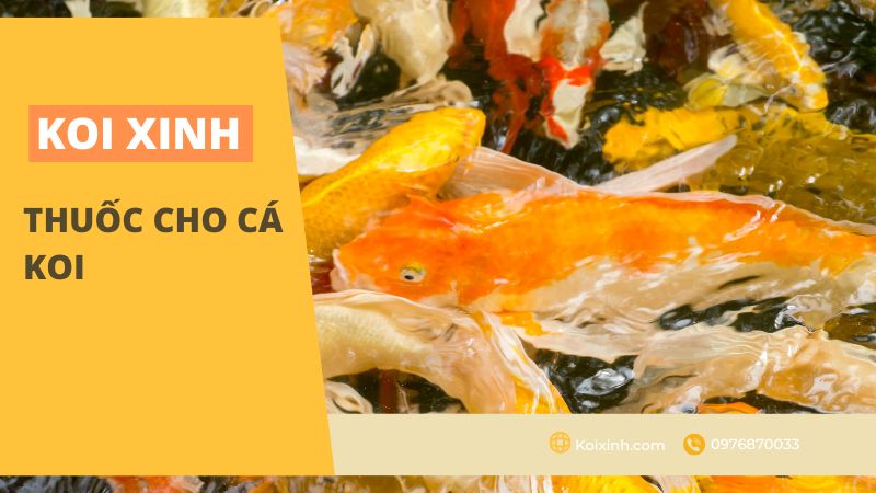 Thuốc cho cá Koi
