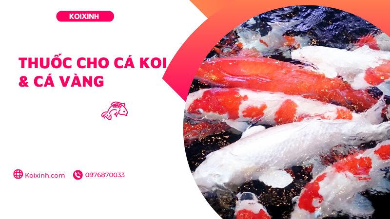 Thuốc Cho Cá Koi & Cá Vàng