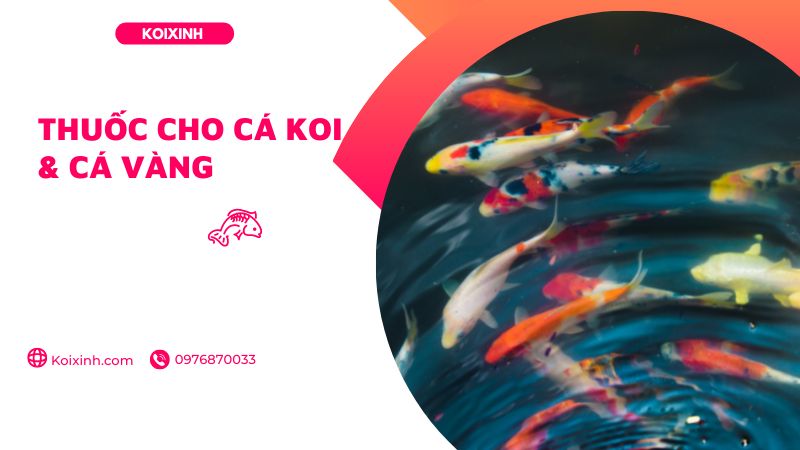 Thuốc Cho Cá Koi & Cá Vàng