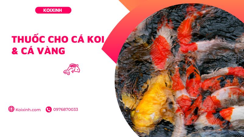 Thuốc Cho Cá Koi & Cá Vàng
