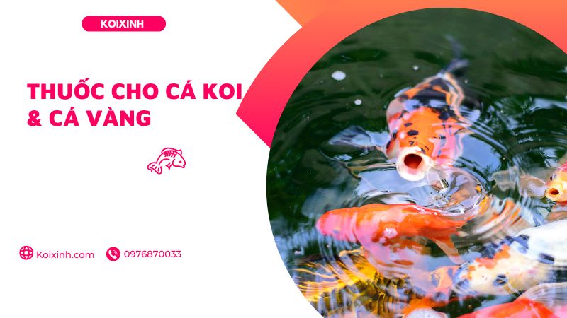 Thông số chất lượng nước cho cá Koi và cá Vàng Thông số chất lượng nước cho cá Koi và cá Vàng