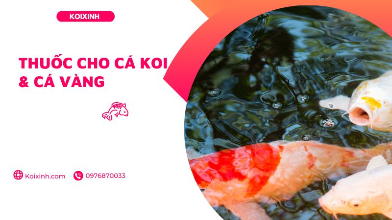 Thuốc Cho Cá Koi & Cá Vàng