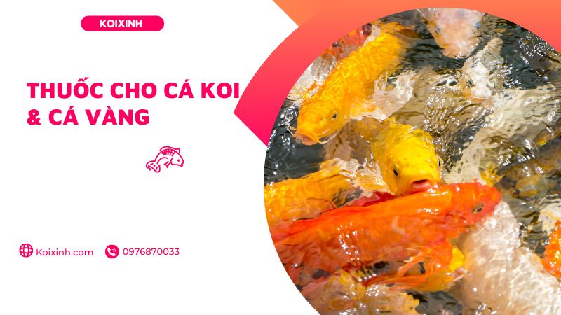 Thuốc cho cá Koi & cá Vàng