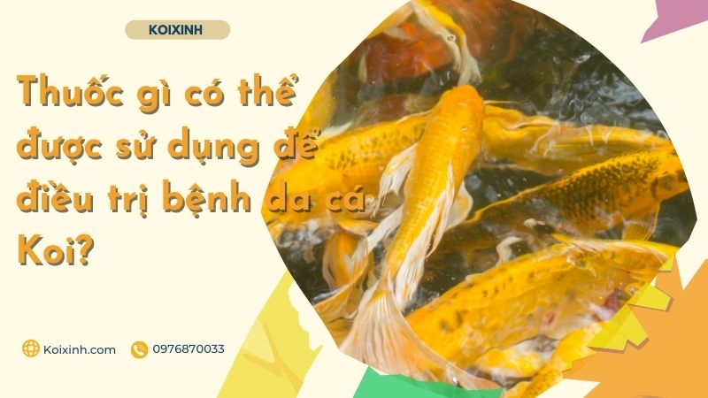 Thuốc Gì Có Thể được Sử Dụng để điều Trị Bệnh Da Cá Koi?