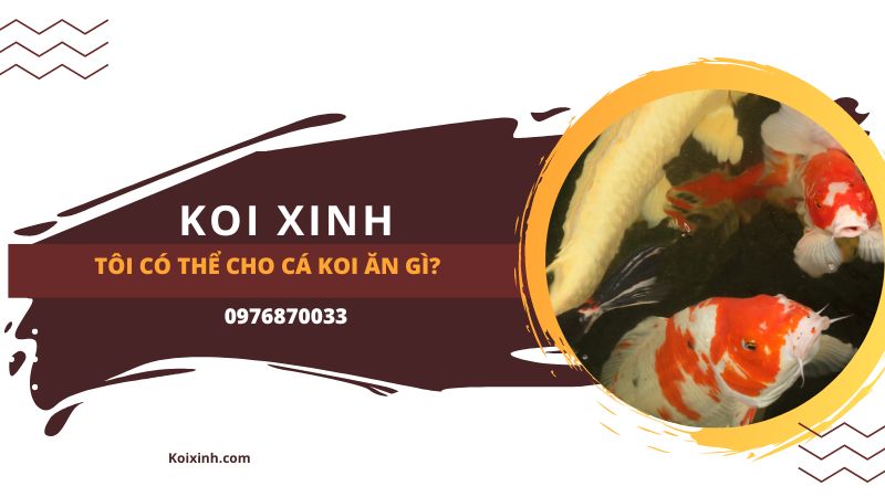 Tôi Có Thể Cho Cá Koi ăn Gì? Tôi Có Thể Cho Cá Koi ăn Gì?