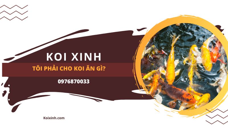 Tôi Phải Cho Koi ăn Gì? Tôi Phải Cho Koi ăn Gì?