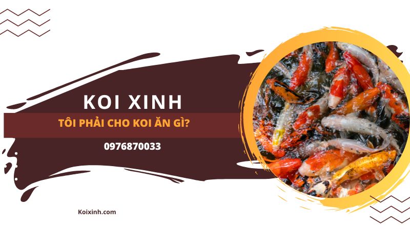 Tôi Phải Cho Koi ăn Gì?