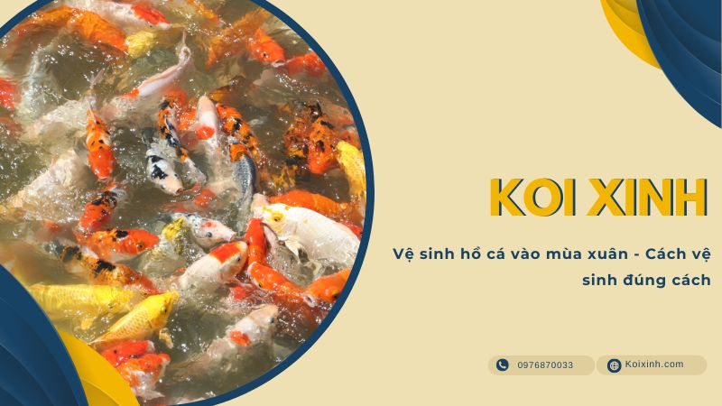 Vệ Sinh Hồ Cá Vào Mùa Xuân – Cách Vệ Sinh đúng Cách