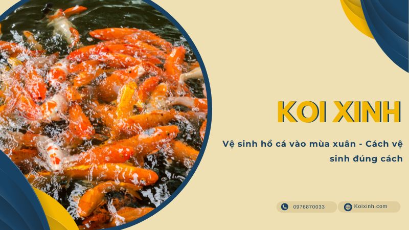 Vệ Sinh Hồ Cá Vào Mùa Xuân – Cách Vệ Sinh đúng Cách