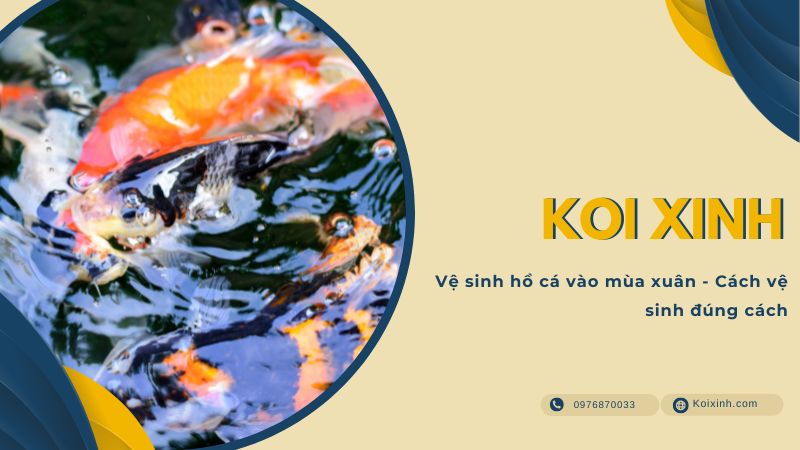 Vệ Sinh Hồ Cá Vào Mùa Xuân – Cách Vệ Sinh đúng Cách