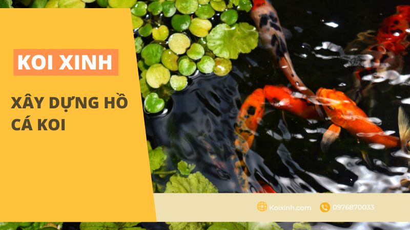 Xây Dựng Hồ Cá Koi Xây Dựng Hồ Cá Koi