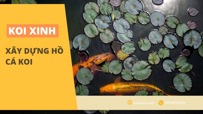 Xây Dựng Hồ Cá Koi Xây Dựng Hồ Cá Koi