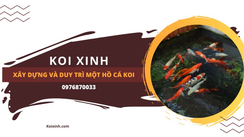 Xây Dựng Và Duy Trì Một Hồ Cá Koi