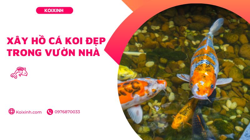 Xây Hồ Cá Koi đẹp Trong Vườn Nhà